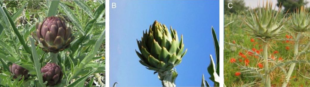 Cynara cardunculus botanical taxa: var. scolymus, var. altilis, var. sylvestris