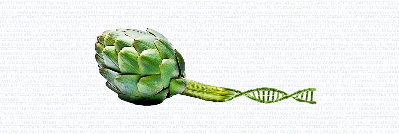 Globe Artichoke Microsatellite DataBase - DISAFA