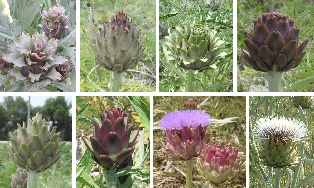 Examples of head morphological variation in the F1 segregant progeny (globe artichoke x cultivated cardoon)