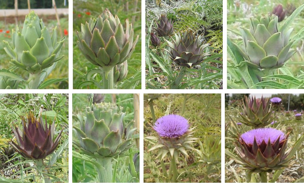 Examples of head morphological variation in the F1 segregant progeny (globe artichoke x wild cardoon)