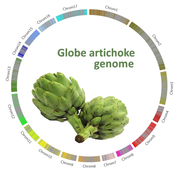 GlobeArtichokeGenome