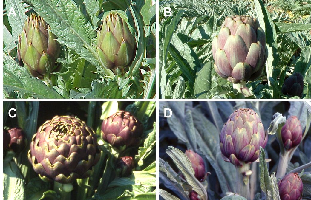 The four main varietal types: Spinosi, Catanesi, Romaneschi, Violetti