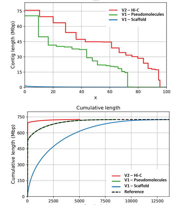 Cumulative-Contig length